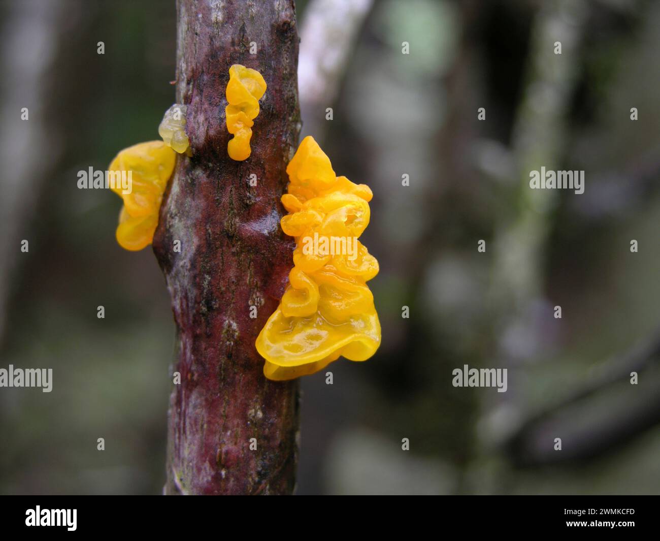 Yellow sap formations formed and hardened on a tree trunk Stock Photo ...