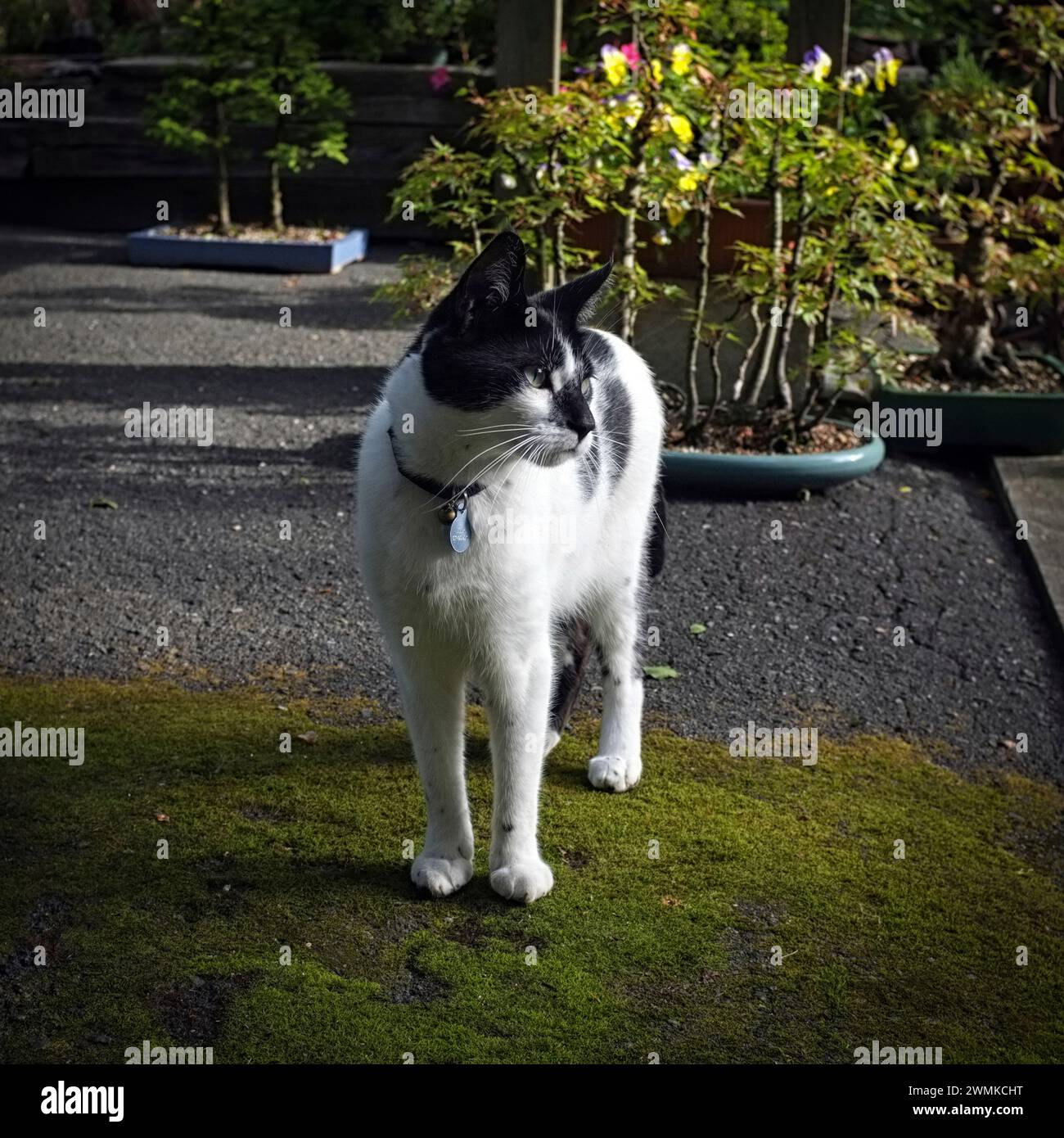 House cat enjoys the sunshine in a garden Stock Photo