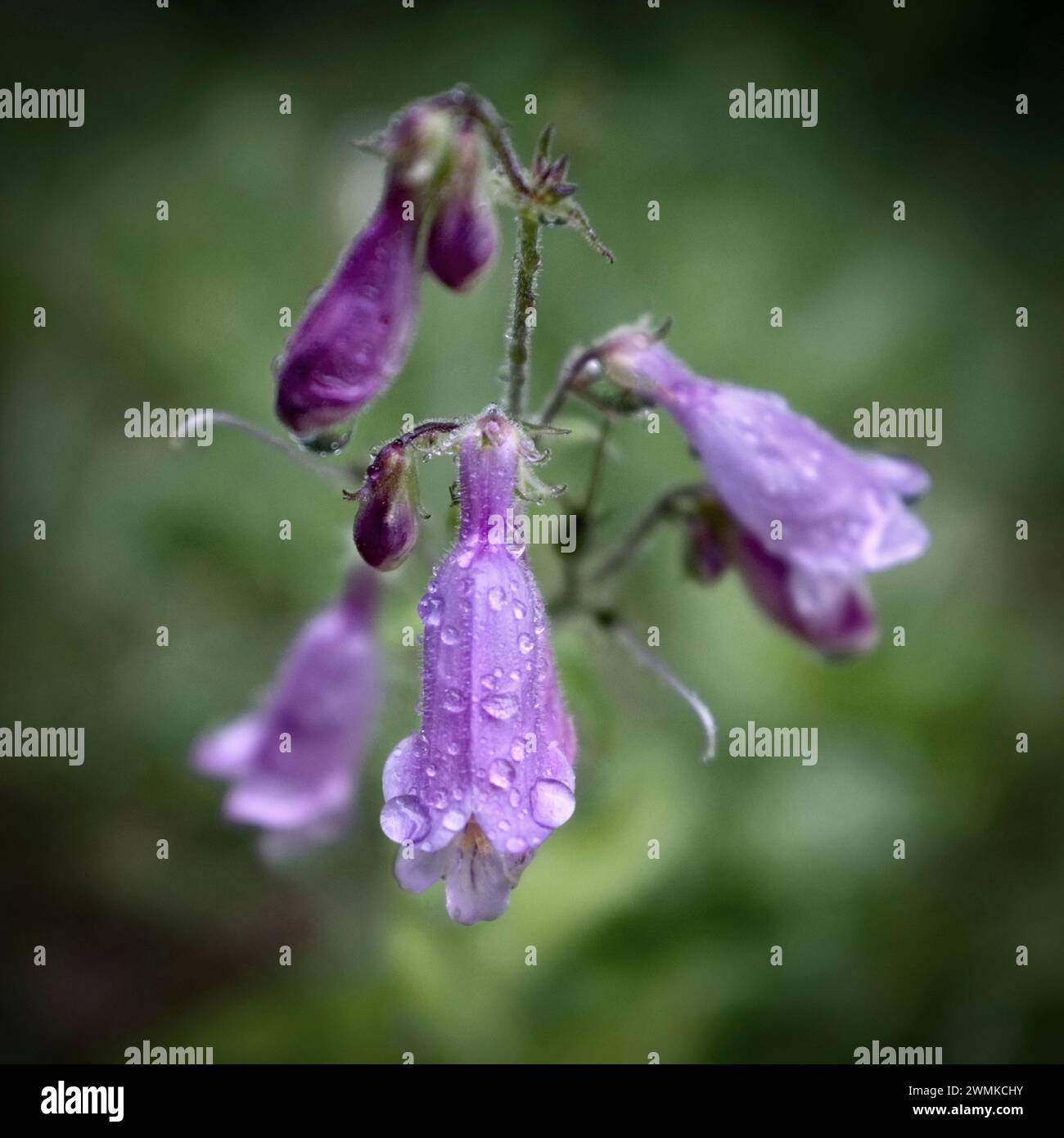 Beardtongue blossoms (Penstemon sp.) covered with raindrops Stock Photo