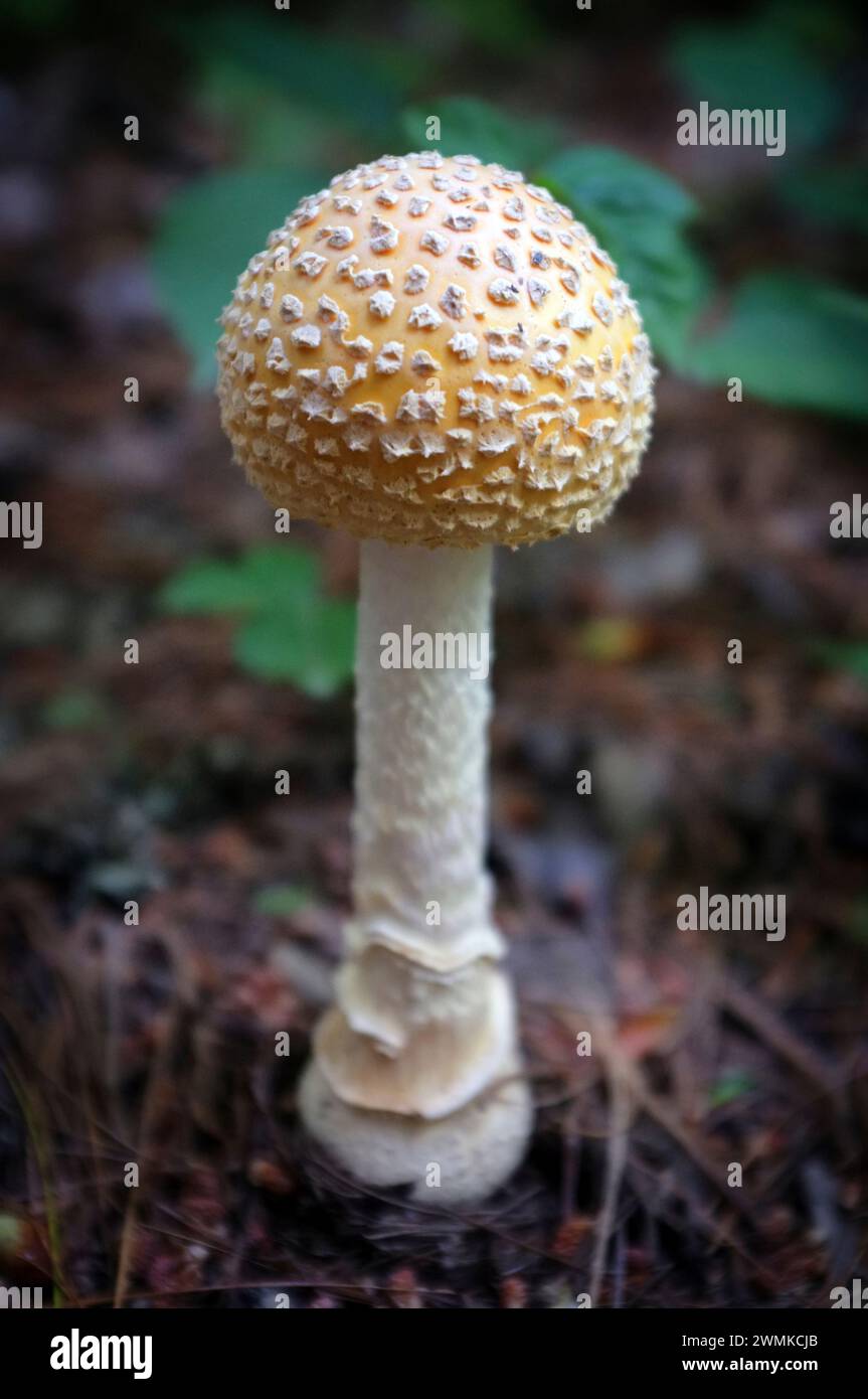 Close-up of an Amanita mushroom Stock Photo