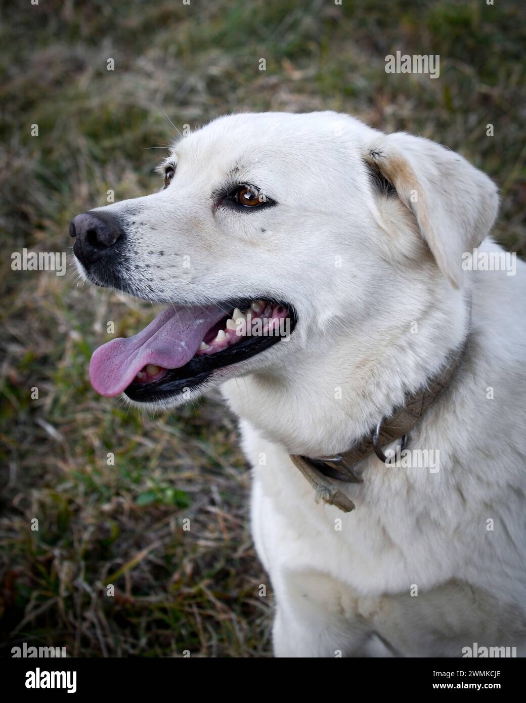 Mixed breed dog pants with its tongue out; Fairview, North Carolina, United States of America Stock Photo