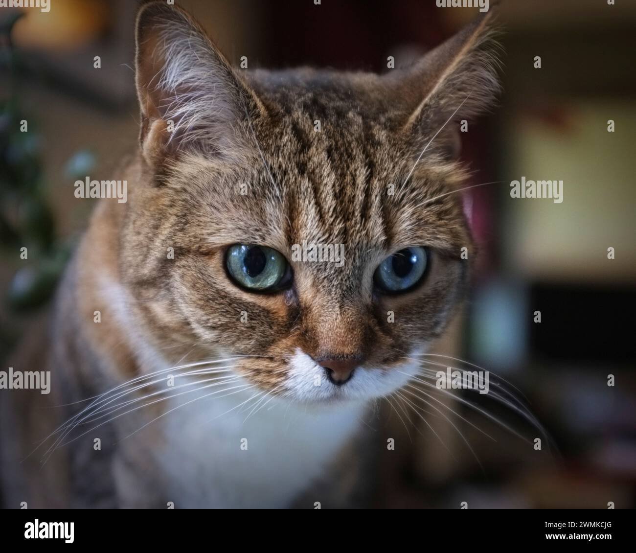 Close-up of a Tabby cat staring Stock Photo