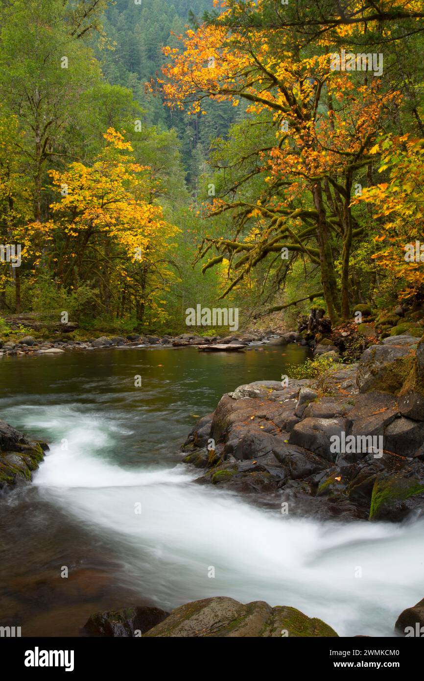 Roaring Wild and Scenic River, West Cascades Scenic Byway, Mt Hood ...