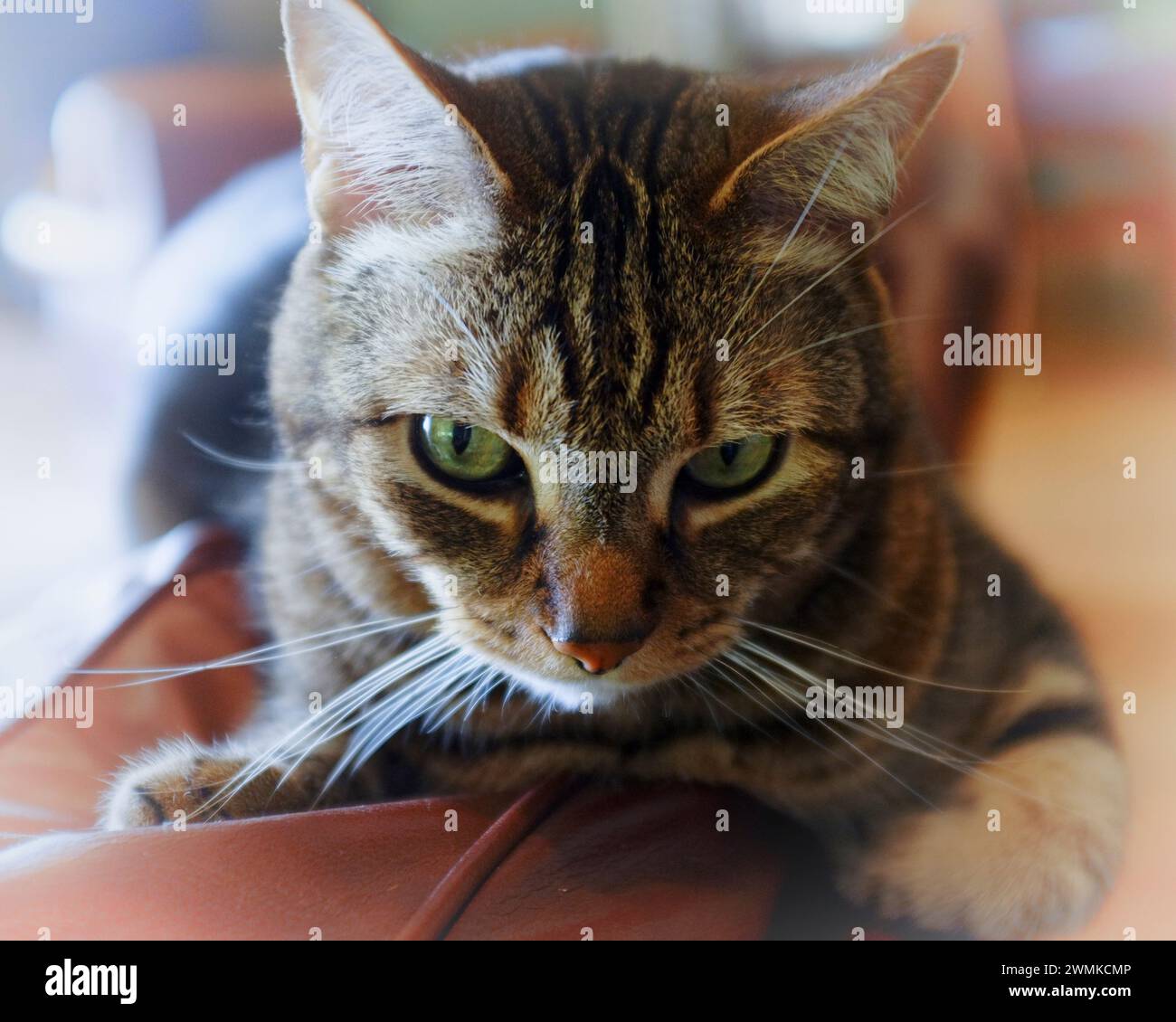 Close-up portrait of a Tabby cat Stock Photo