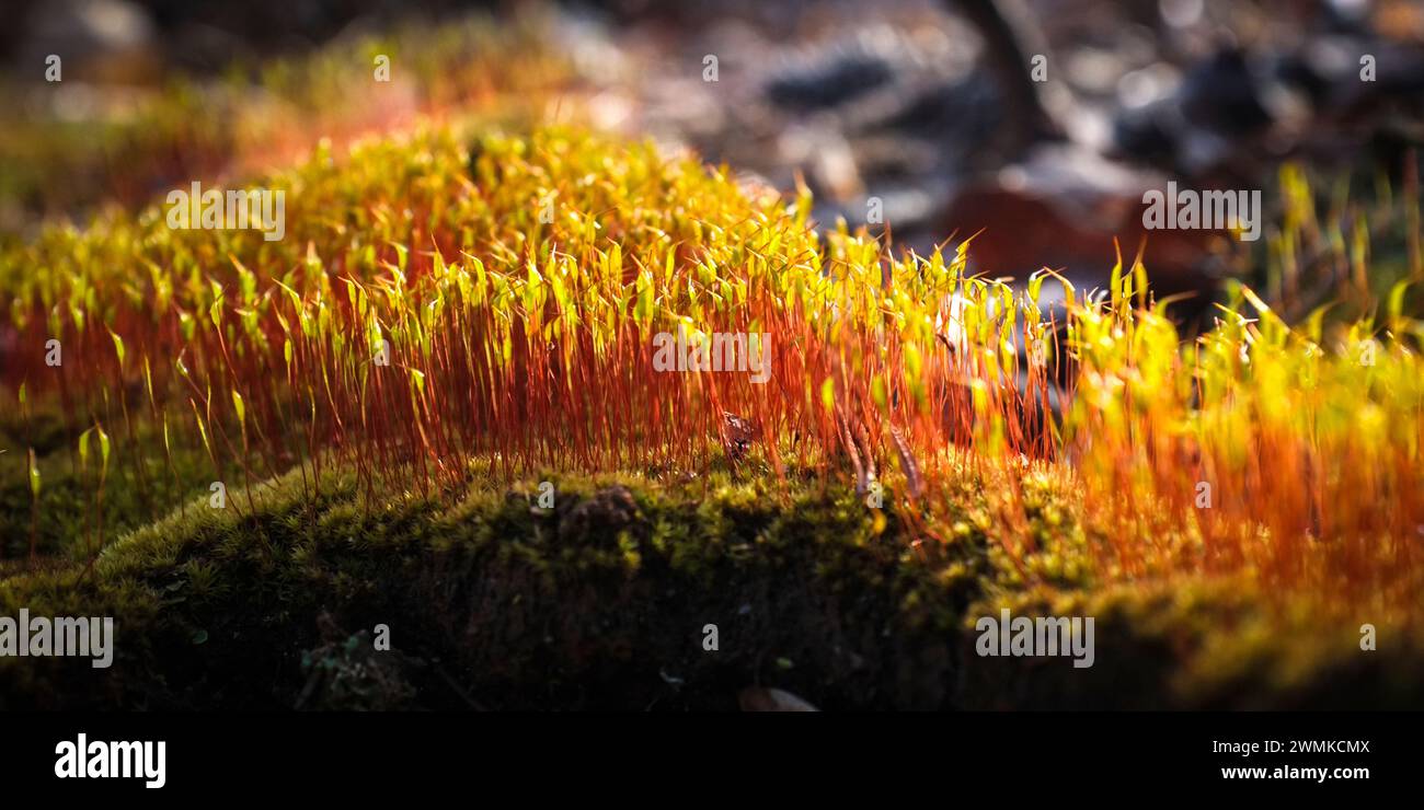 Close-up detail of red and yellow vegetation growing from moss on the forest floor Stock Photo