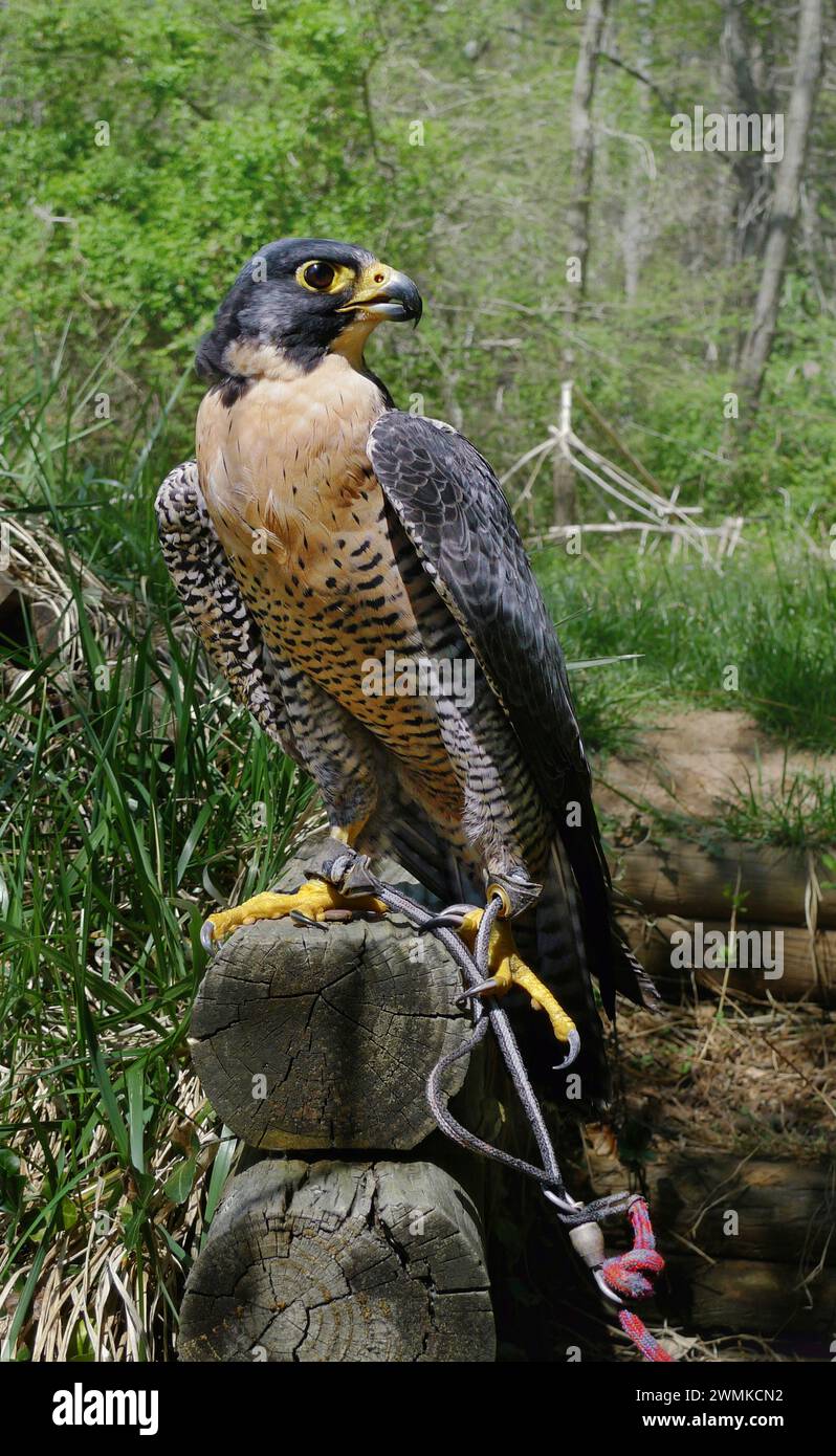 Peregrine falcon (Falco peregrinus) wearing jesses rests on a landscape ...