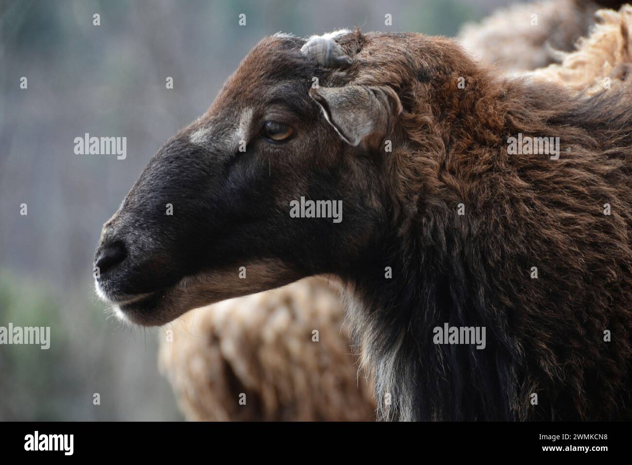 Profile of the head of a mixed breed Soay ram Stock Photo