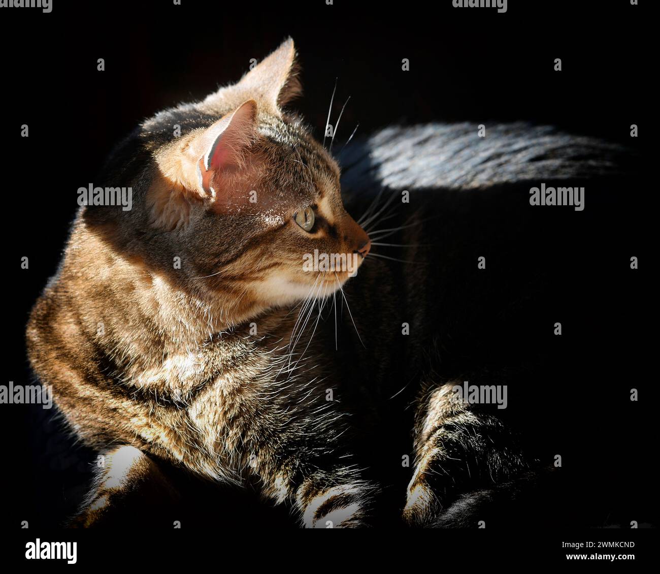 House cat basking in the sunlight Stock Photo