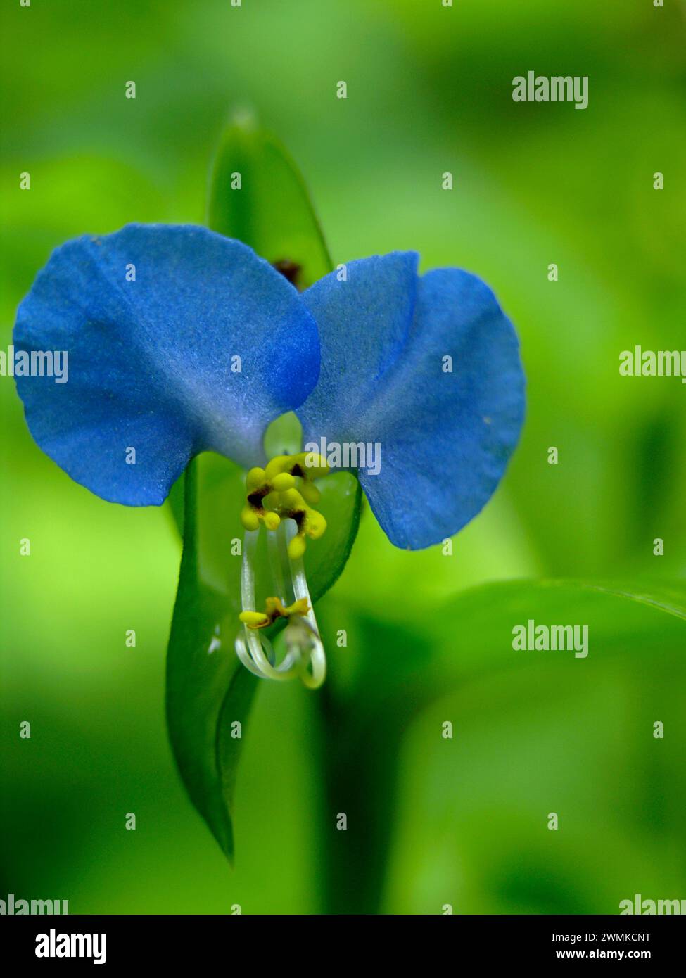 Asiatic dayflower (Commelina communis), a wildflower of the Blue Ridge Mountains; North Carolina, United States of America Stock Photo