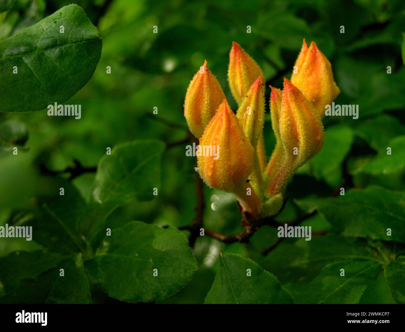 Close-up of a budding Flame Azalea (Rhododendron calendulaceum); North Carolina, United States of America Stock Photo