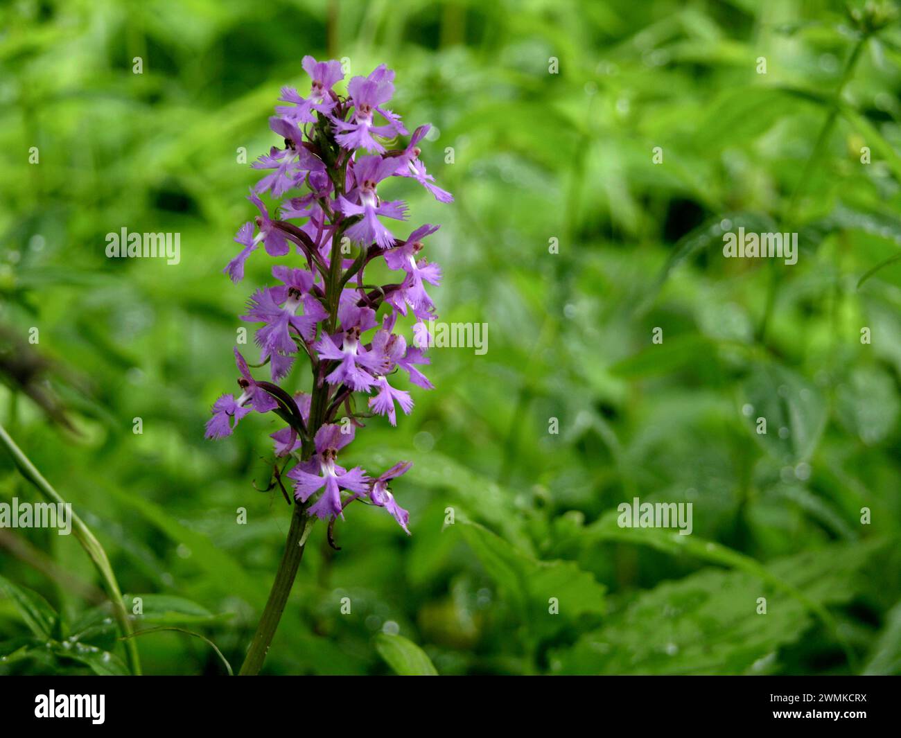 Small purple-fringed orchid blossom (Platanthera psycodes); North Carolina, United States of America Stock Photo