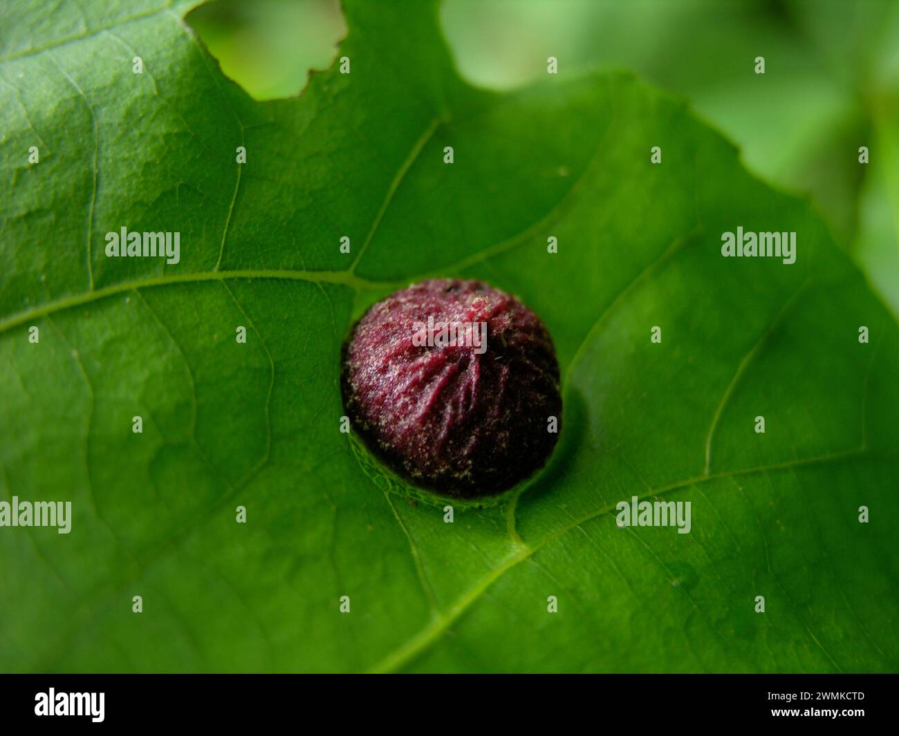 Large insect gall on a leaf Stock Photo