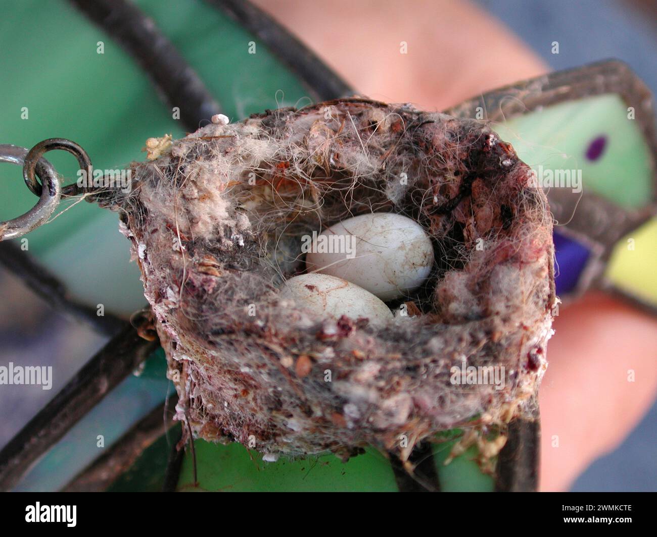 Bird nest with eggs inside Stock Photo