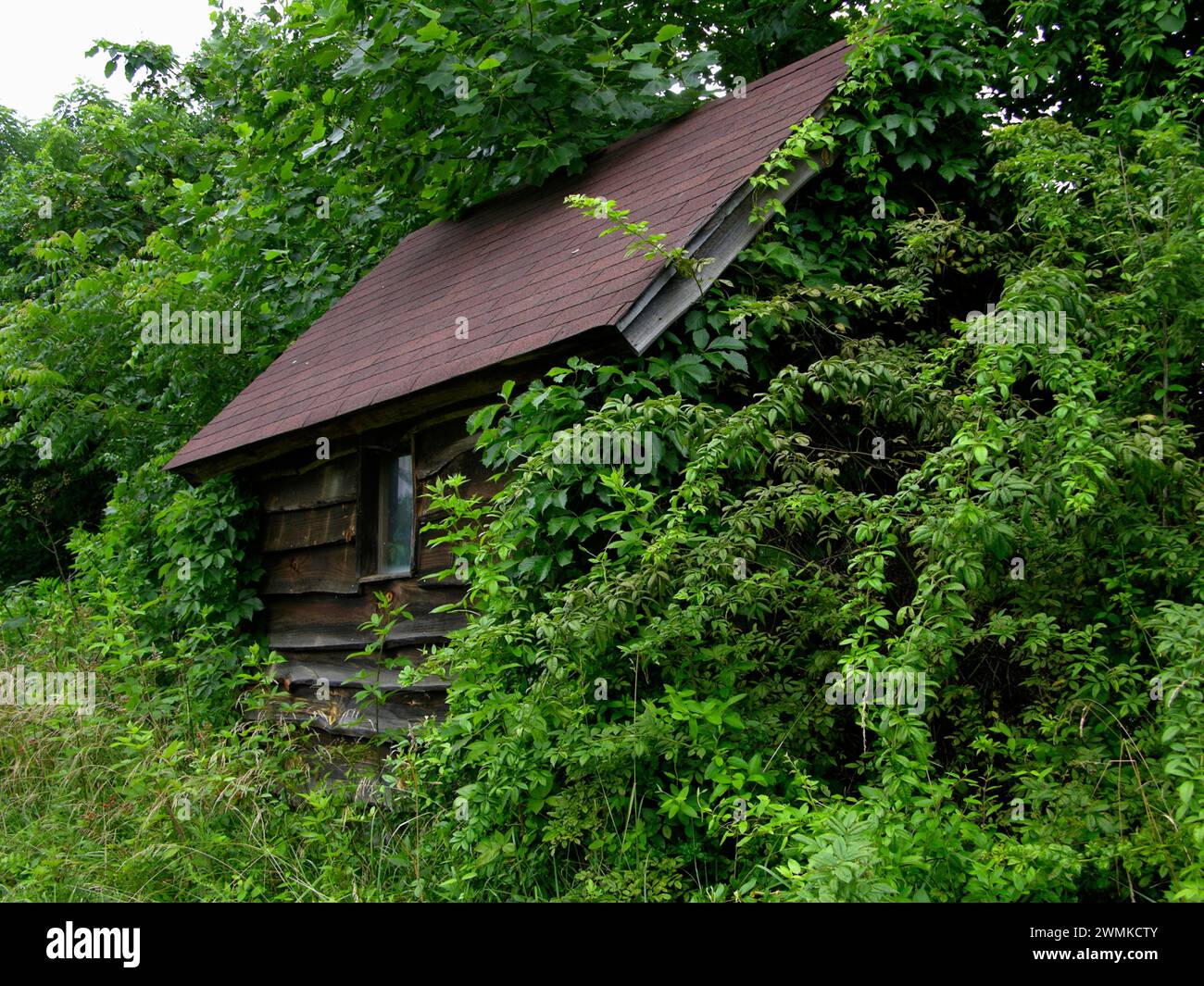 Rustic cabin with wood sided walls and overgrown weeds and plants Stock Photo
