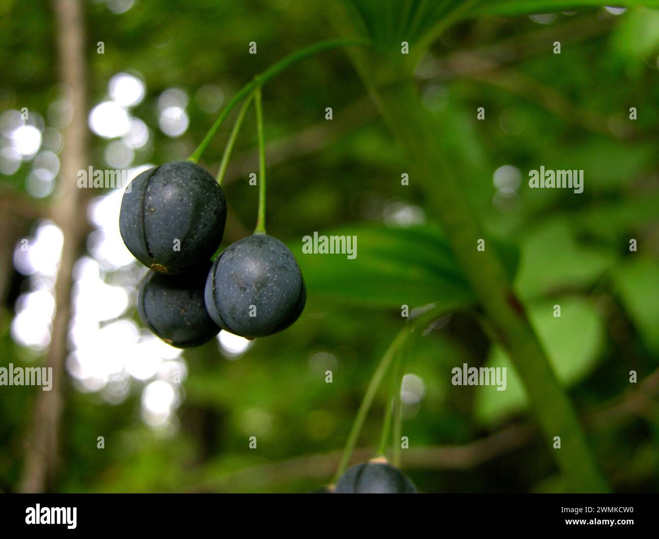 Close-up of Solomon's Seal berries (Polygonatum) hanging from their stems on the plant; North Carolina, United States of America Stock Photo