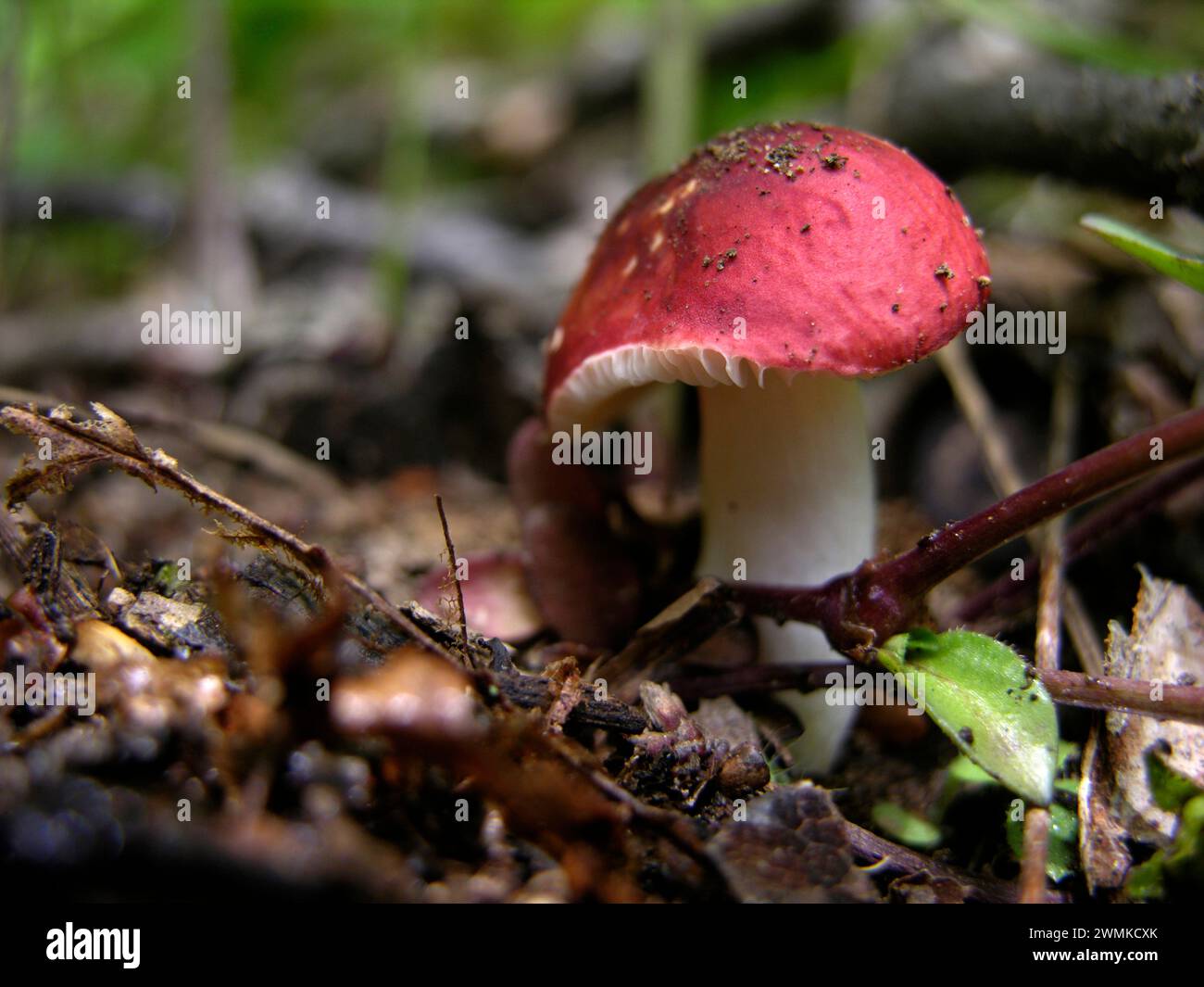 Red topped mushroom Stock Photo