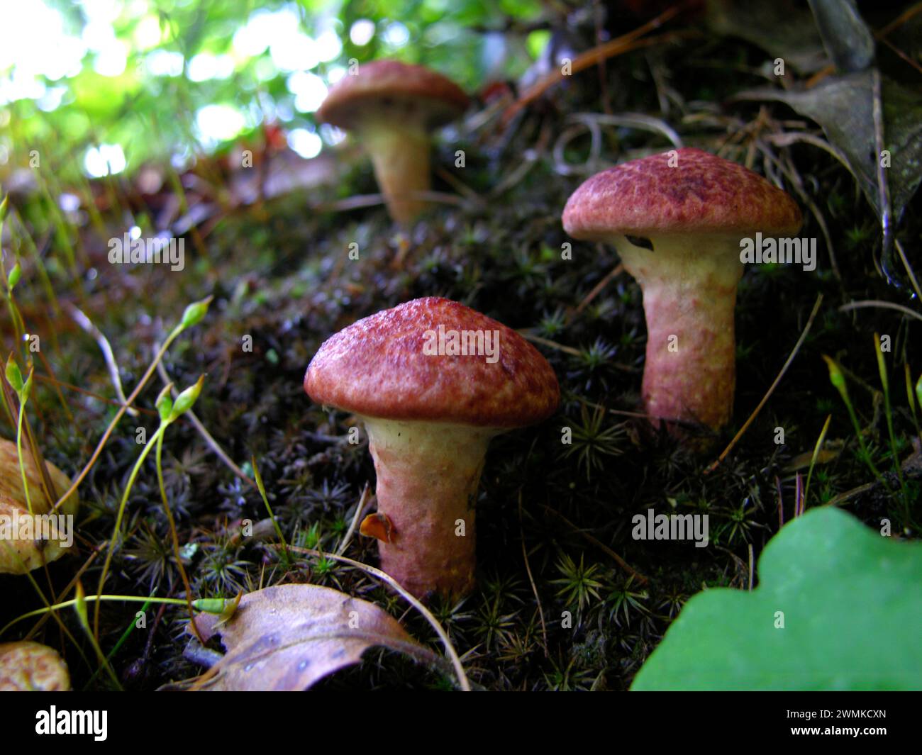 Red topped mushroom and mosses Stock Photo