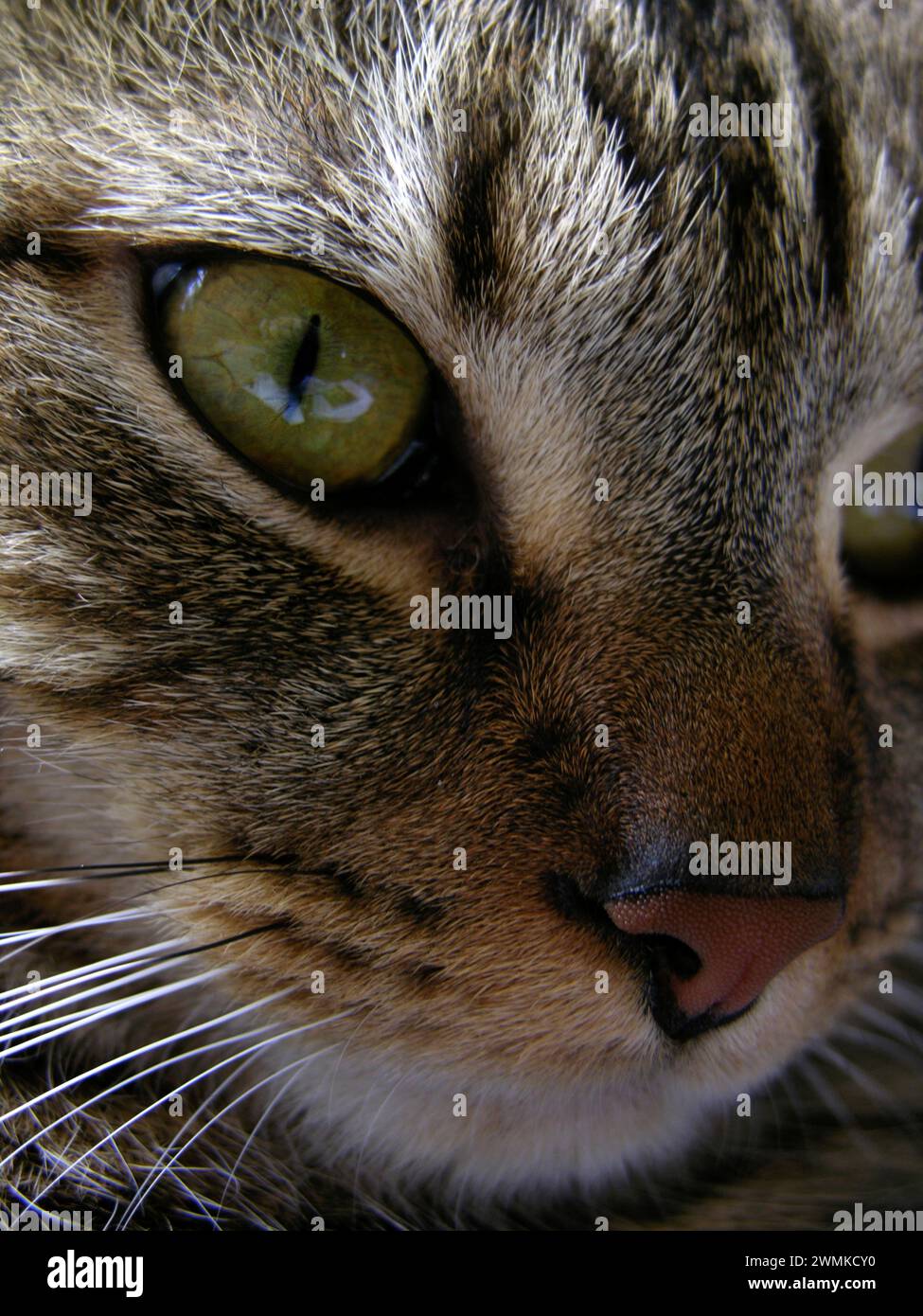 Tabby domestic cat's face Stock Photo