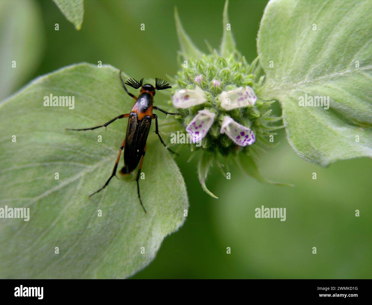 Wedge-shaped male beetle sits on a flower; North Carolina, United States of America Stock Photo
