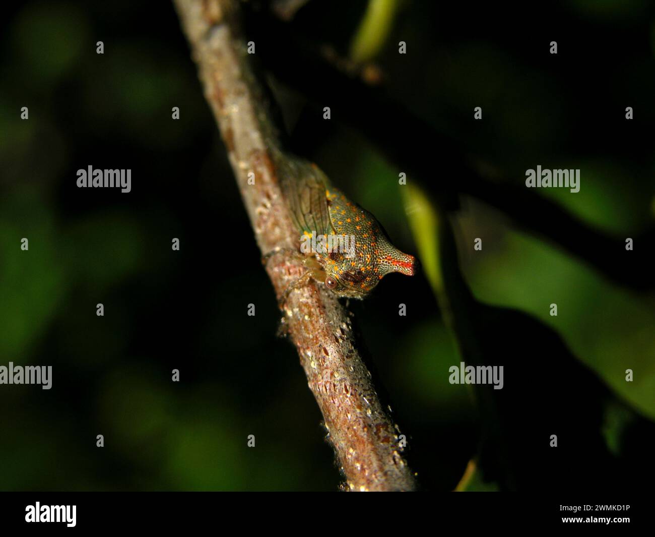 Patterned Insect Photography Pattterns hi-res stock photography and images - Alamy