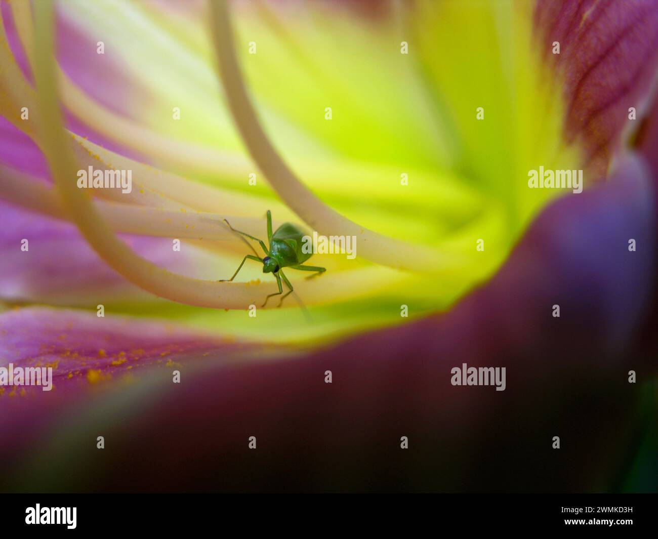 Ameca Insect Insect crawls up a stamen inside a lily flower; North Carolina, United ...
