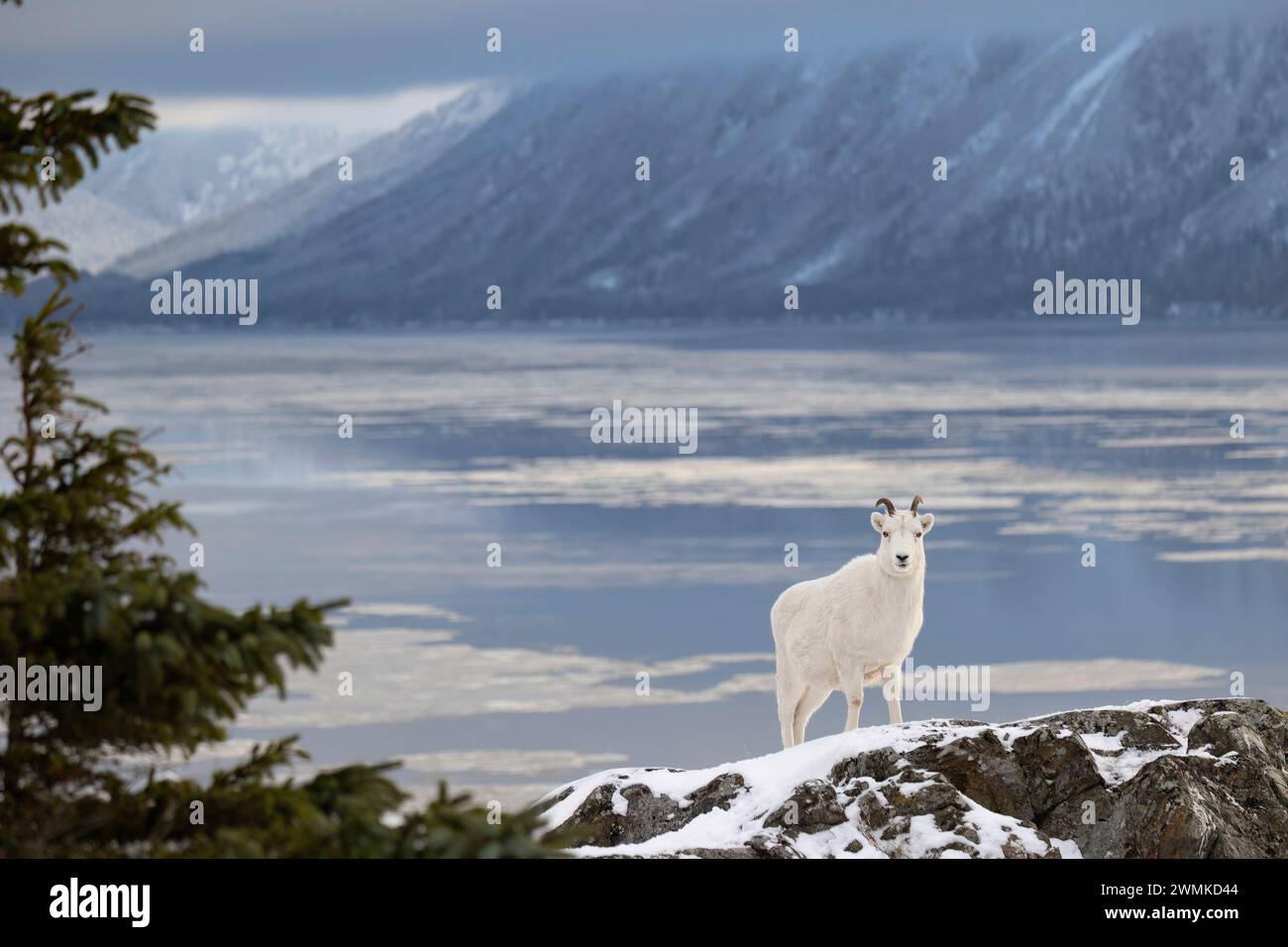 Dall sheep (Ovis dalli)  in snow on rugged coastal terrain; Alaska, United States of America Stock Photo