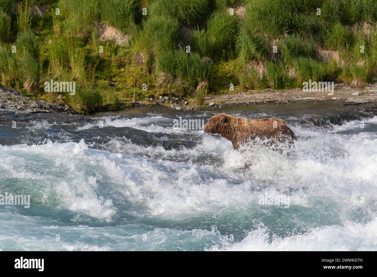 Brown bear (Ursus arctos) fishing in the rushing waters of a river ...