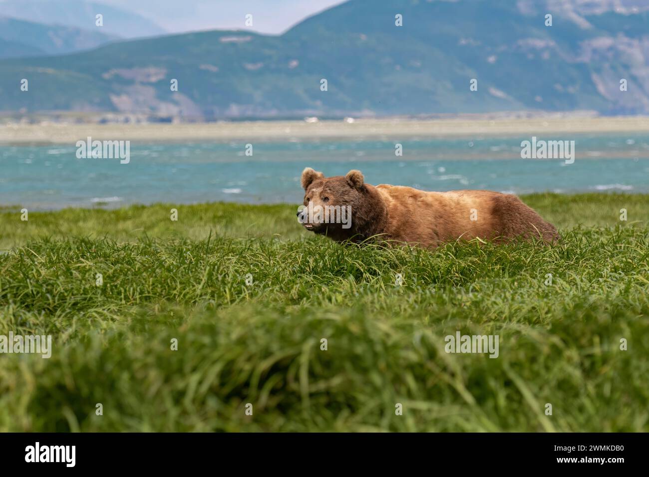Portrait of a Brown bear (Ursus arctos) in tall grasses along a river in Alaska; Alaska, United States of America Stock Photo