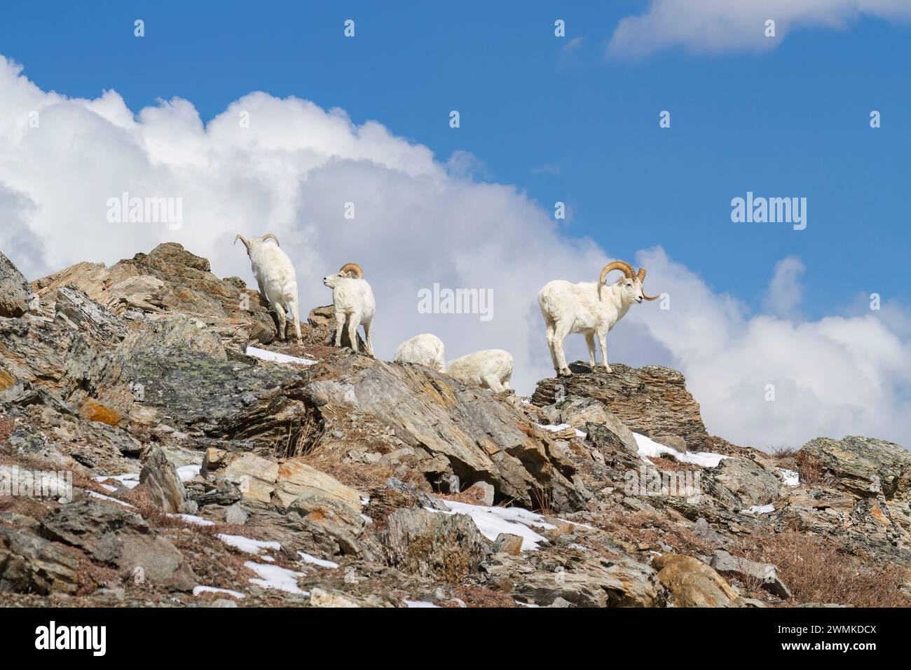 Dall rams (Ovis dalli) on a rocky ridge; Alaska, United States of ...
