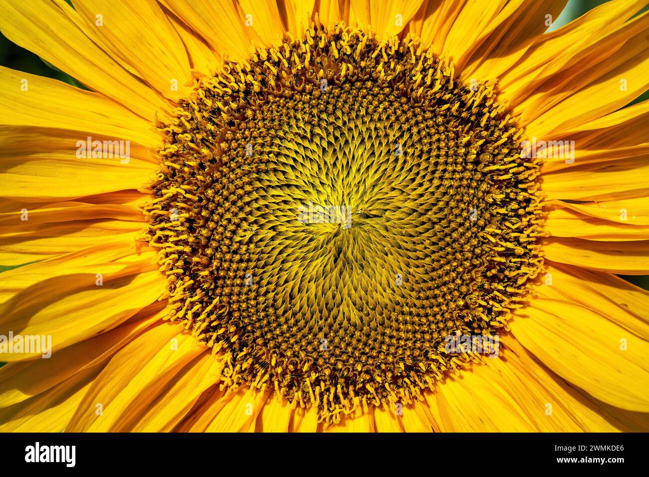 Sunflower seeds full frame hi-res stock photography and images - Alamy