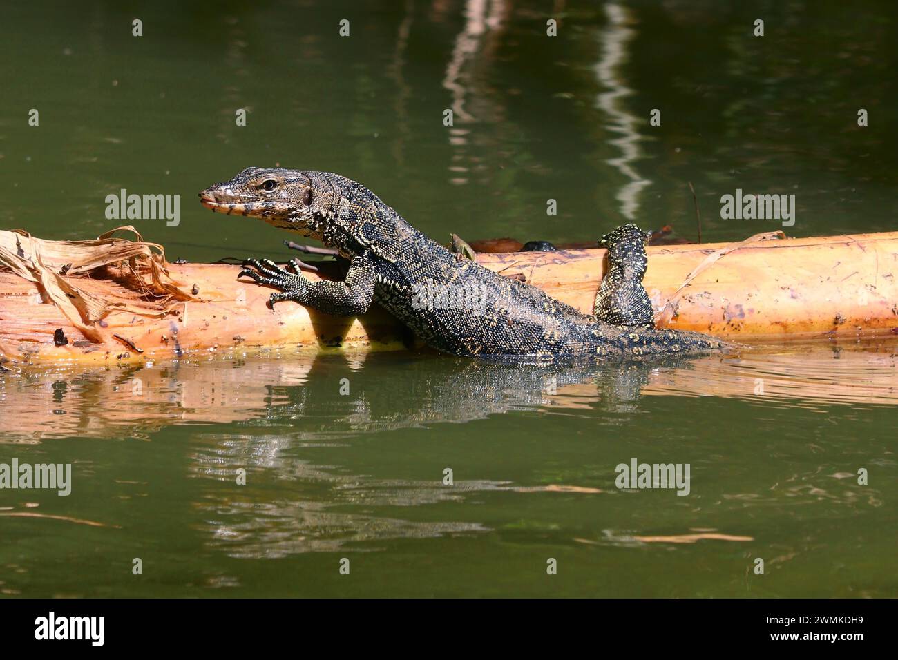 monitor lizard or varanus salvator in nature Stock Photo - Alamy