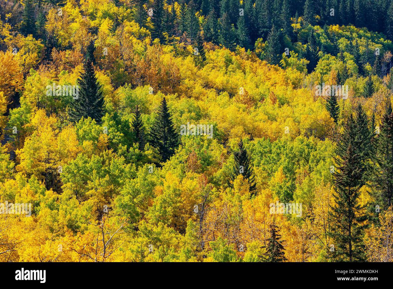 Colourful fall colours on a hill slope with some evergreen trees; Calgary, Alberta, Canada Stock Photo