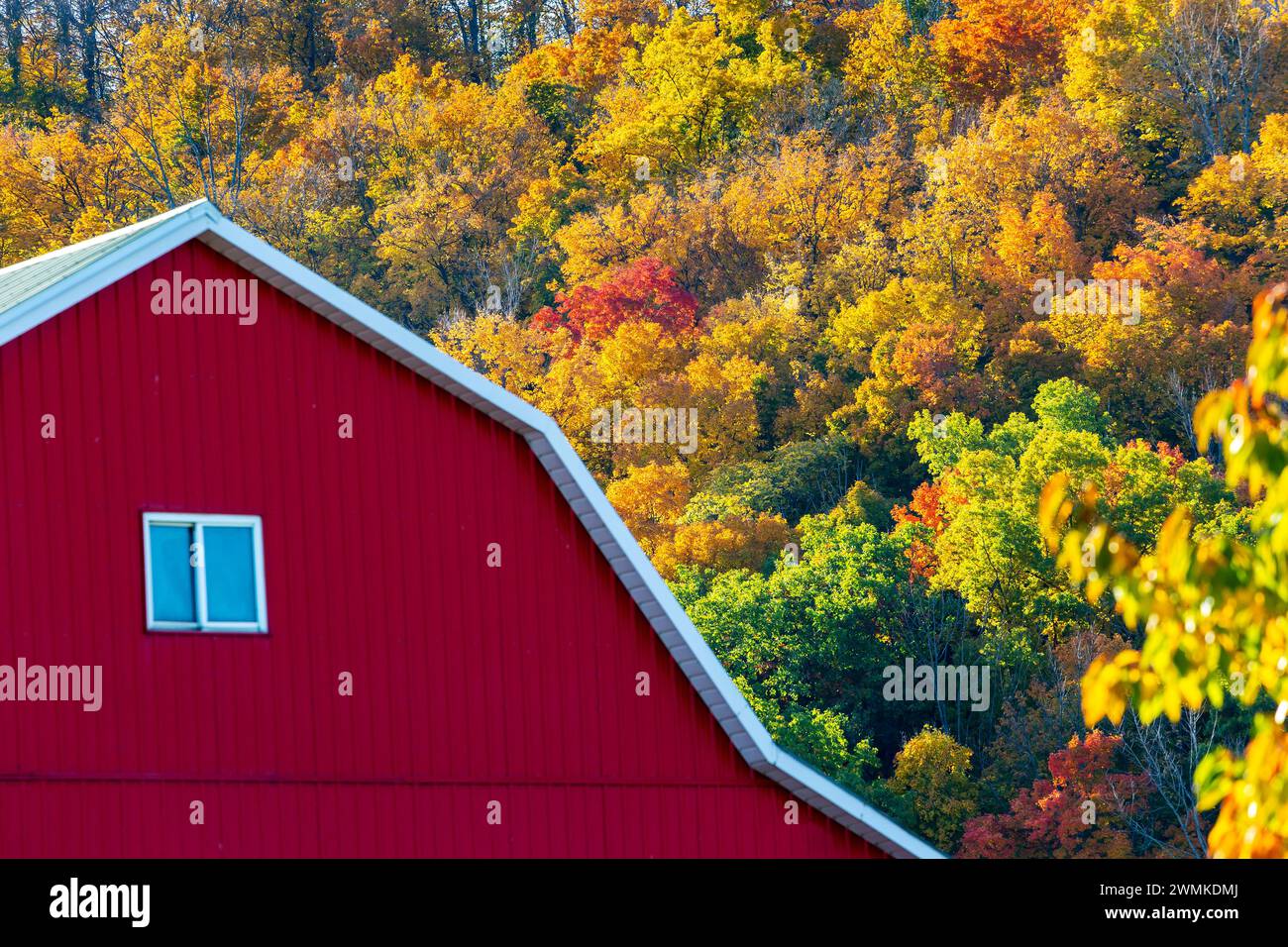Red barn against a hillside of colourful glowing trees in the fall; Vineland, Ontario, Canada Stock Photo