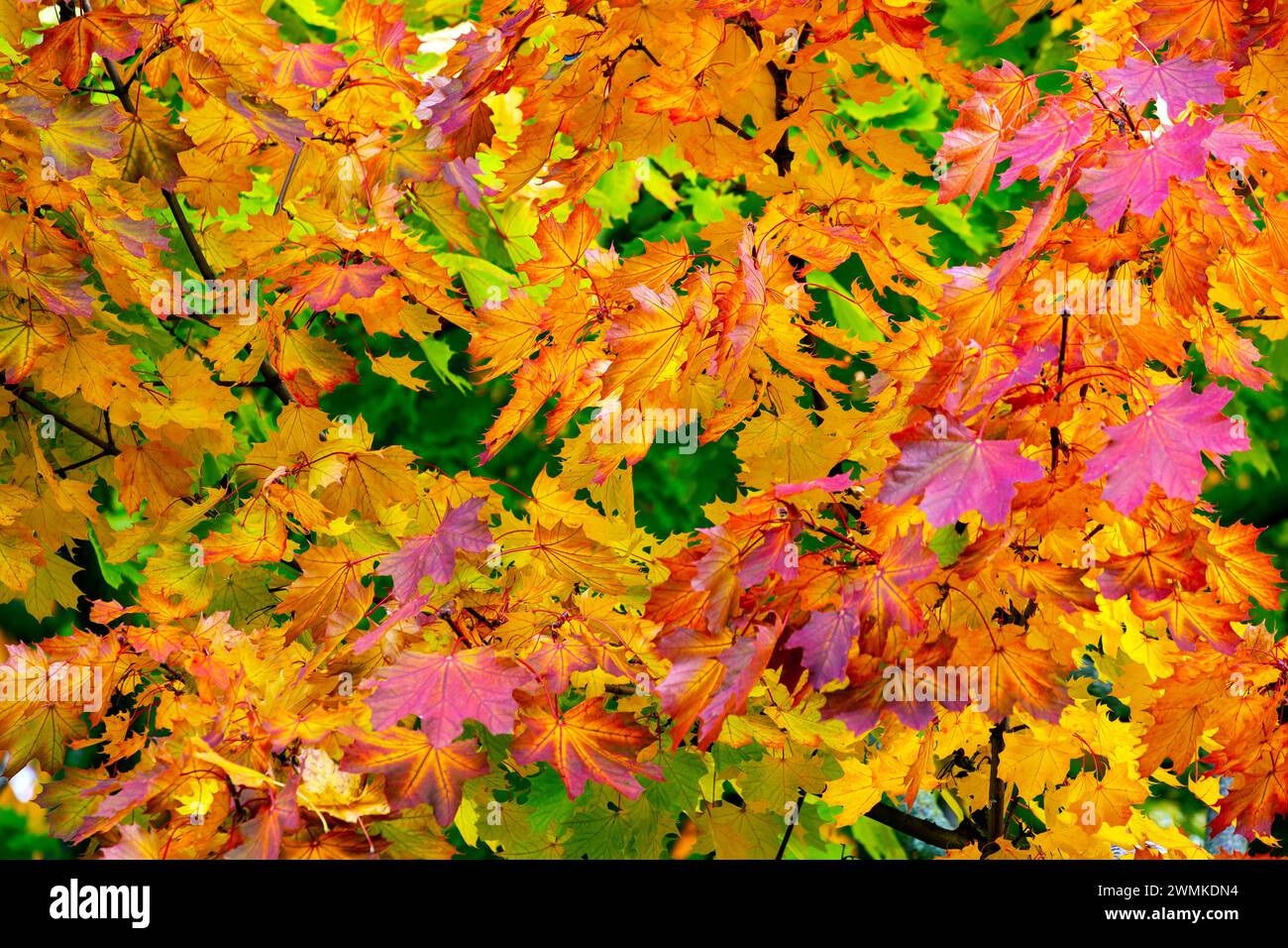 Close-up of trees with vibrant coloured autumn foliage; Burlington, Ontario, Canada Stock Photo