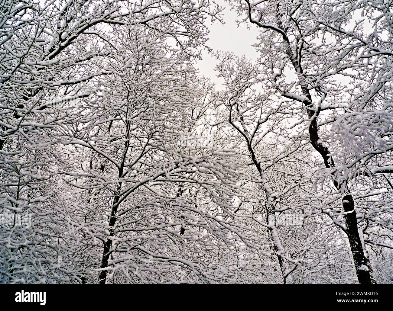 Snow-laden tree branches in a forest under an overcast sky; United States of America Stock Photo