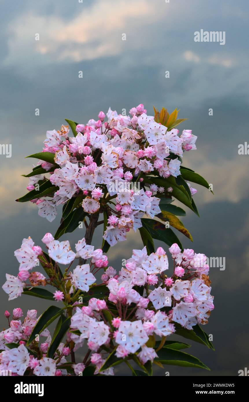 Mountain Laurel (Kalmia latifolia) in bloom, with dramatic clouds in the background; United States of America Stock Photo