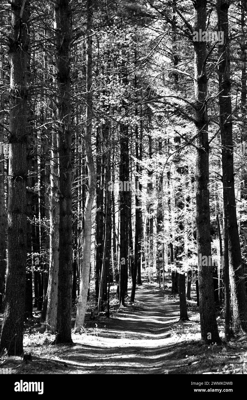 Pine trees illuminated in sunlight line a path; North Carolina, United States of America Stock Photo