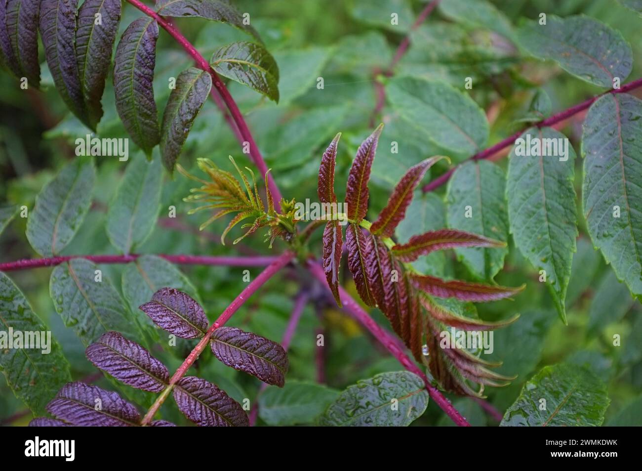 New growth on a Sumac plant, with red foliage emerging from a branch Stock Photo