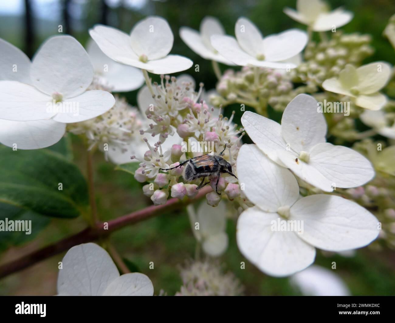Unidentified insect drinks nectar from a blossoming hydrangea plant Stock Photo