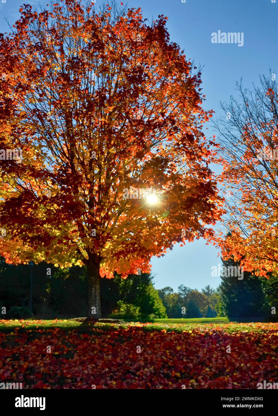 Sun illuminates beautiful tree foliage in autumn Stock Photo