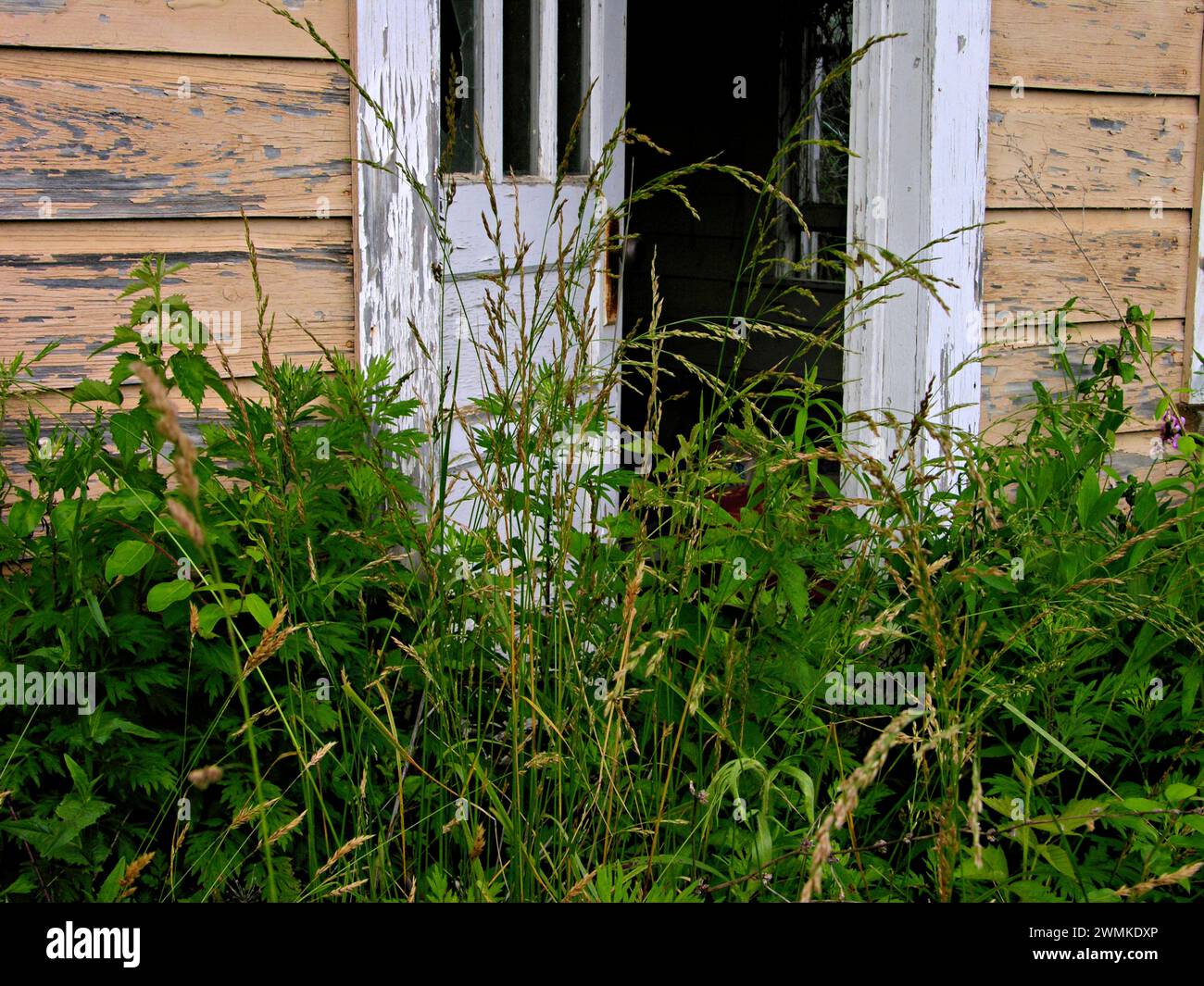 Weeds in a rustic doorway Stock Photo