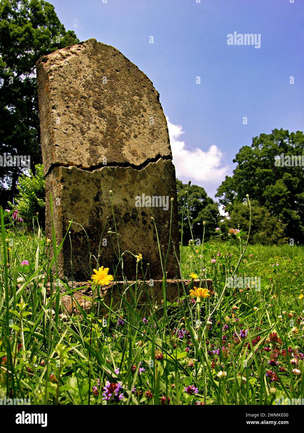 Old tombstone cracked in half surrounded by wildflowers Stock Photo