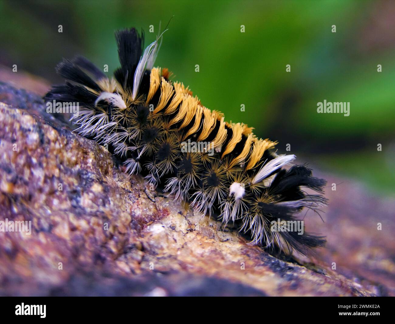 Close view of a Milkweed Tiger Moth Caterpillar (Euchaetias egle); North Carolina, United States of America Stock Photo