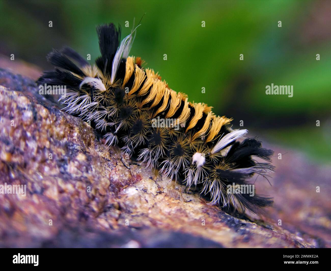 Close View Of A Milkweed Tiger Moth Caterpillar Euchaetias Egle 