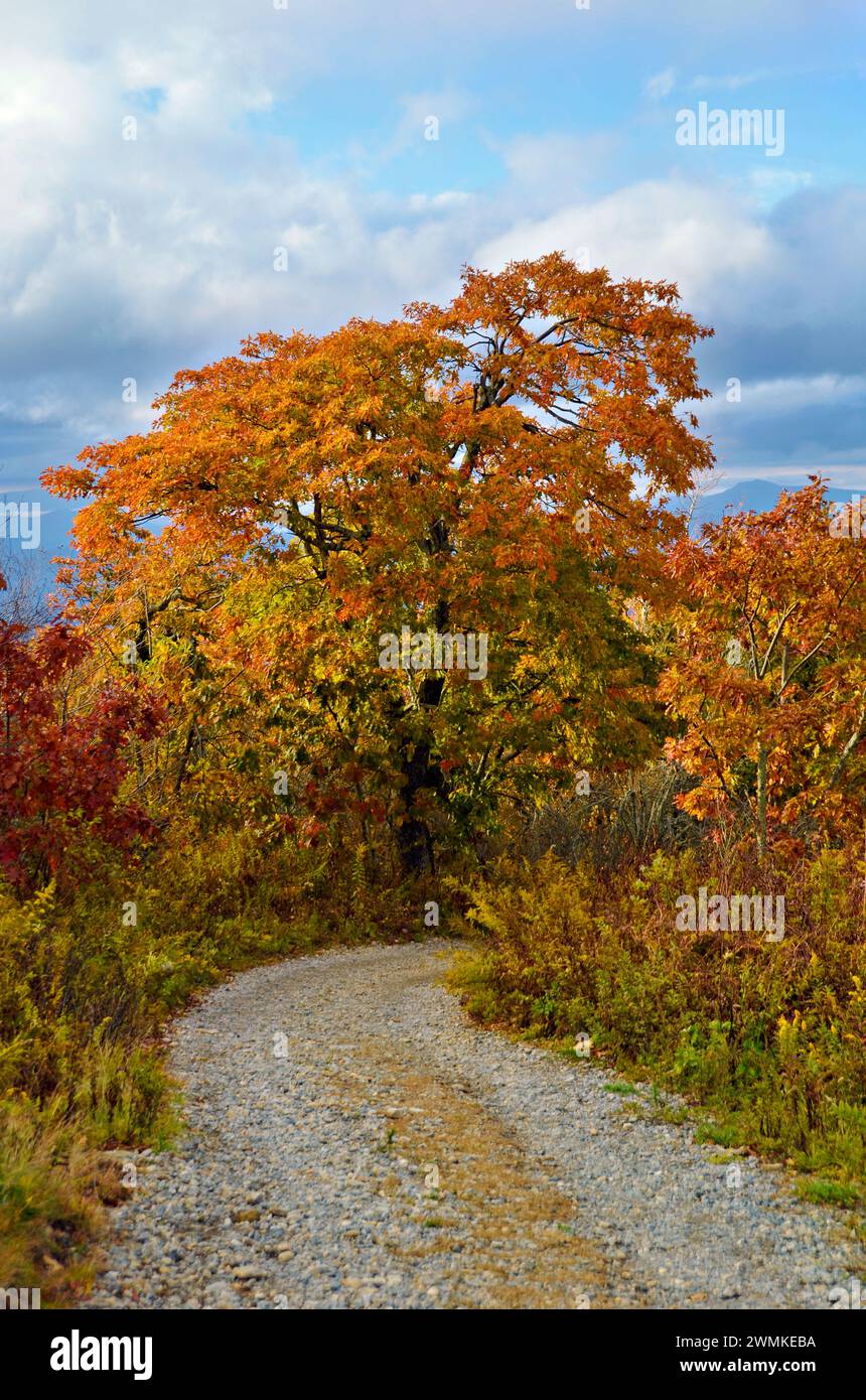 Country road leads to autumn tinged trees; North Carolina, United States of America Stock Photo