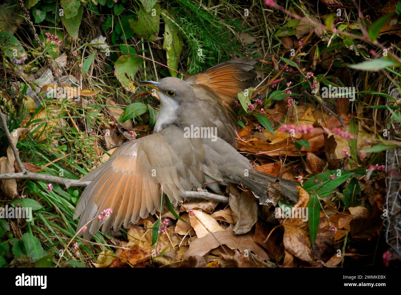 Bird on the ground with outstretched wings hiding in foliage Stock Photo