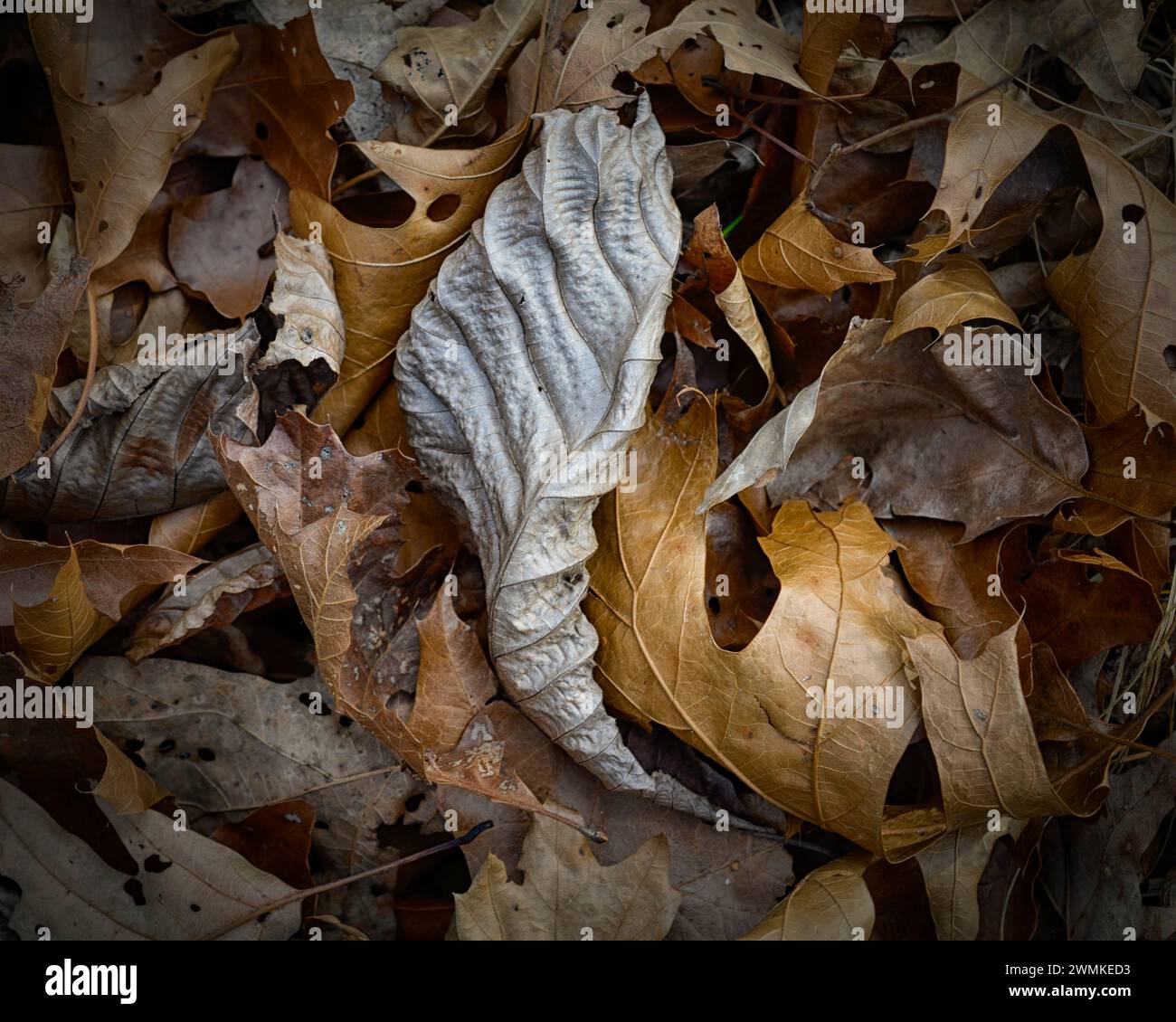 Dead and decomposing leaves on the ground; Fairview, North Carolina, United States of America Stock Photo