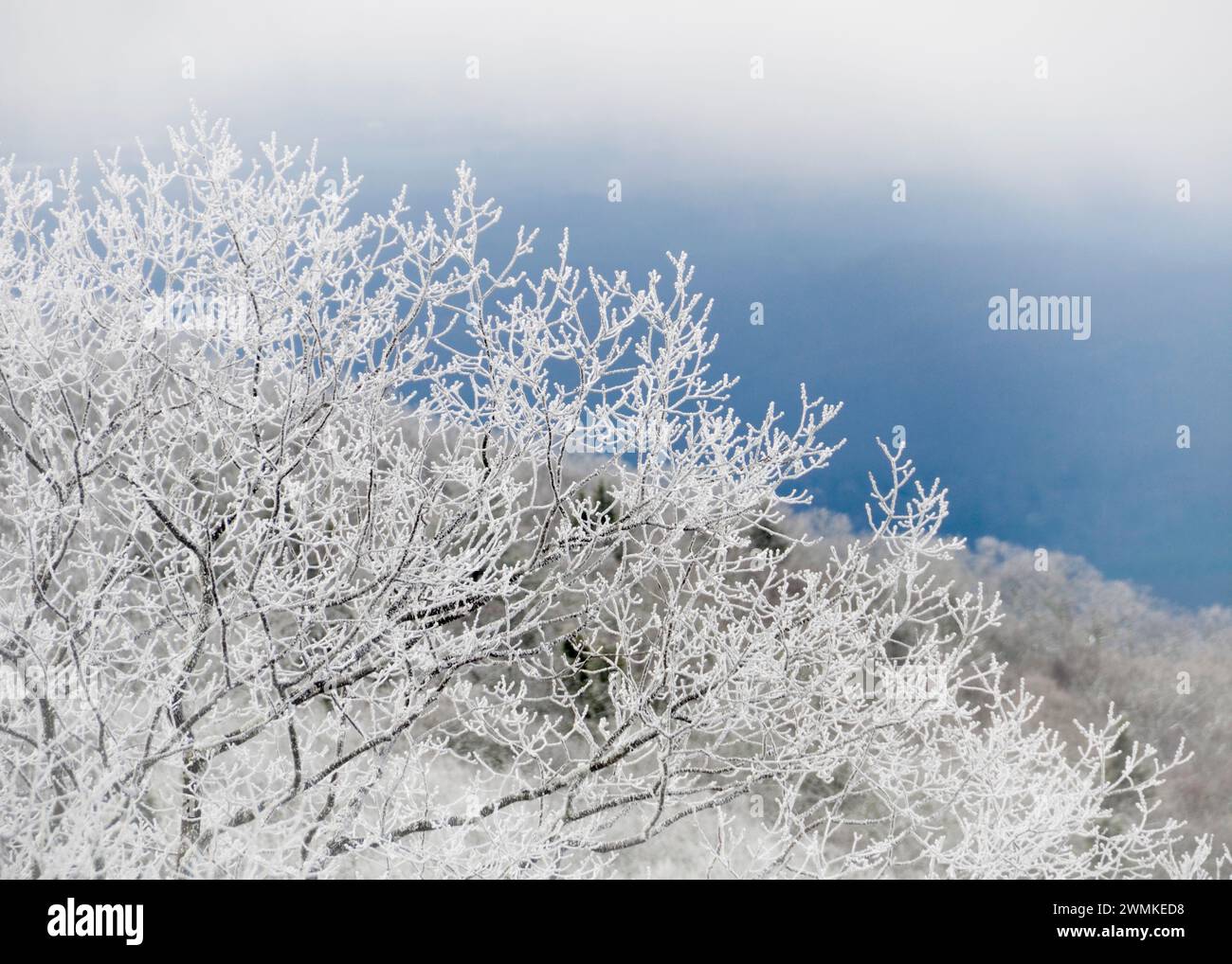 Close-up detail of rime ice covers trees; Fairview, North Carolina, United States of America Stock Photo