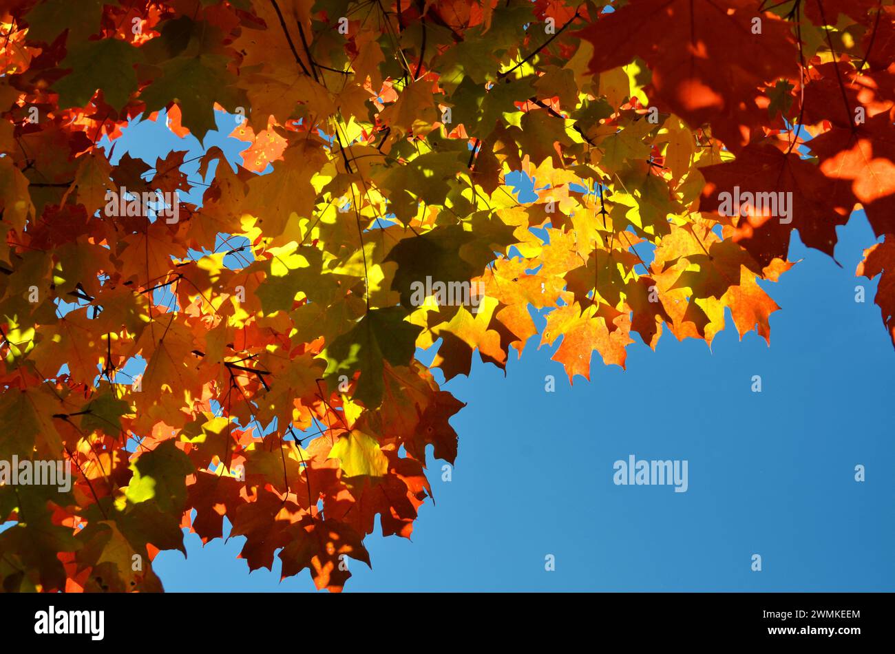 Brilliant coloured maples leaves on a tree in autumn against a blue sky Stock Photo