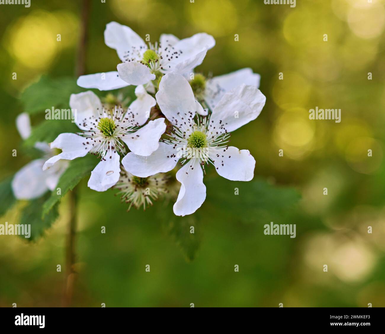 White berry blossoms on a plant with a bokeh green background Stock Photo